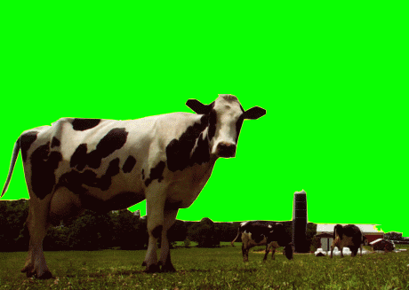 Gif of a cow's head falling off and Osama Bin Laden's head coming out